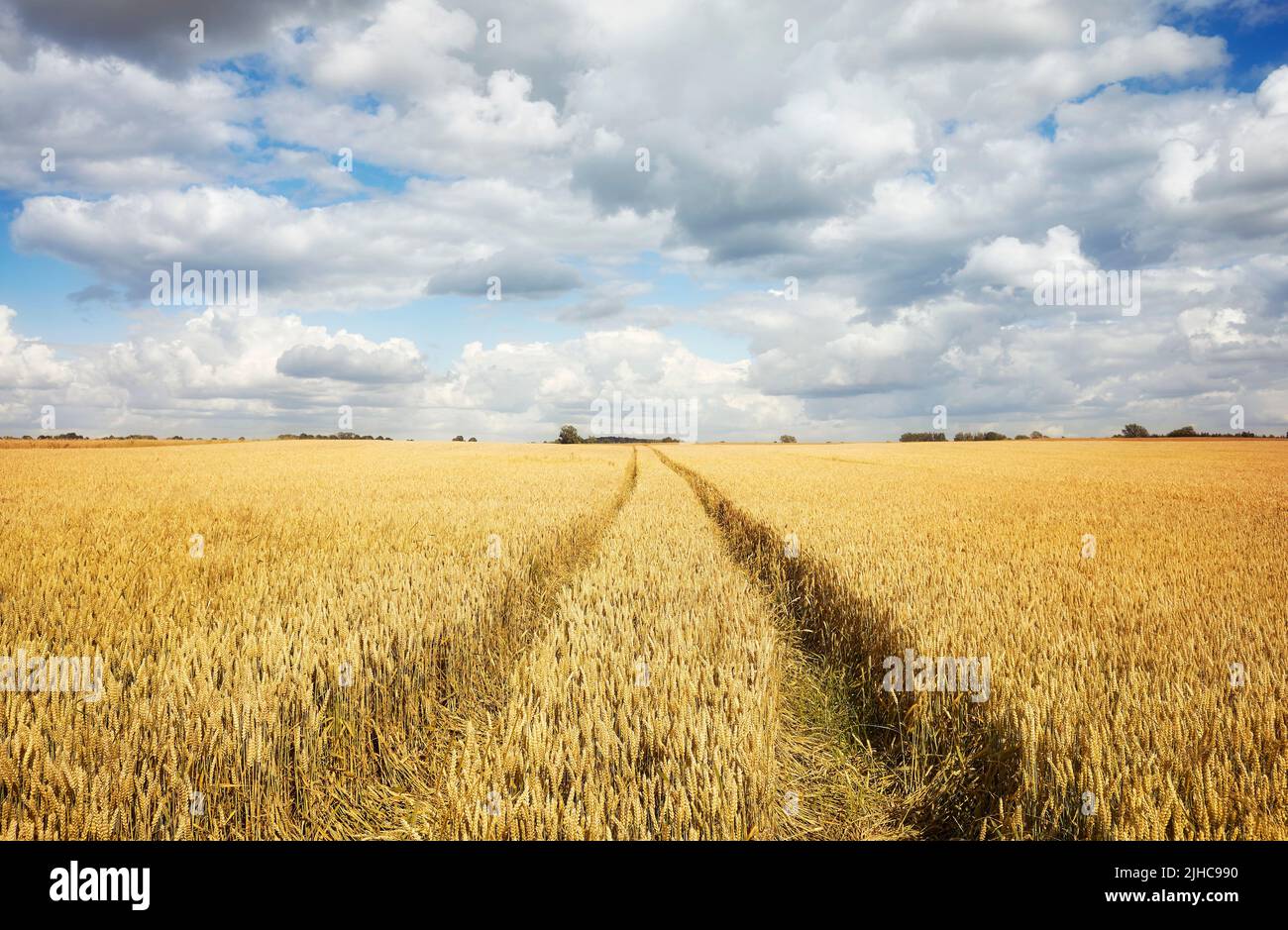 Sommer Kulturfeld Landschaft mit szenischer Wolkenlandschaft. Stockfoto