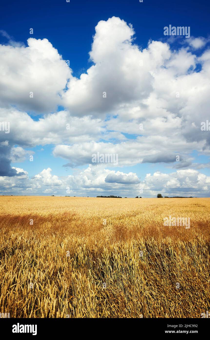Sommer Erntefeld Landschaft an einem sonnigen Tag. Stockfoto