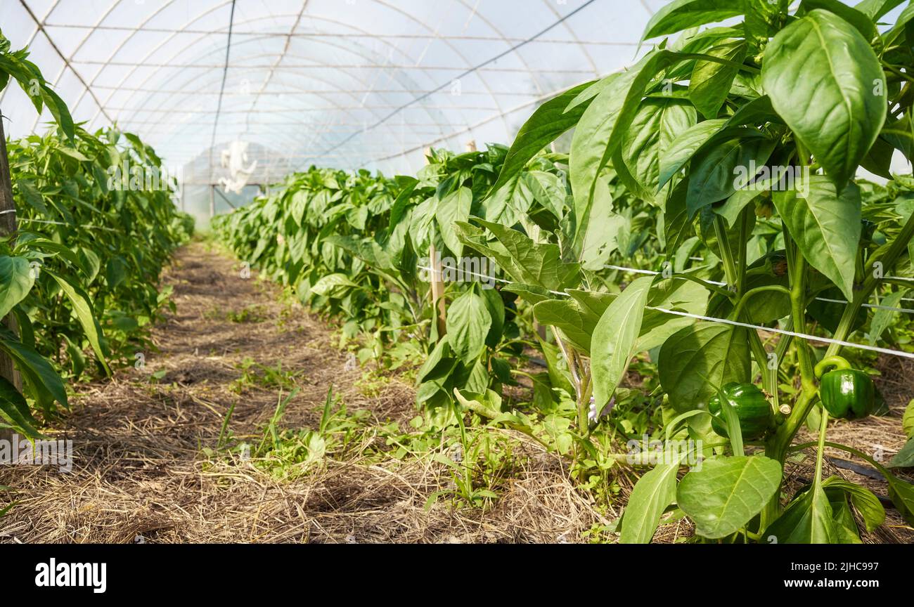 Bio Gewächshaus süße Paprika Plantage, selektive Fokus. Stockfoto