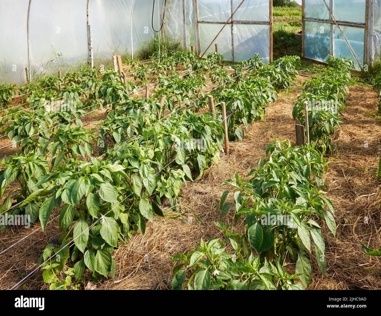 Bio-Gemüseplantage in einem Gewächshaus. Stockfoto