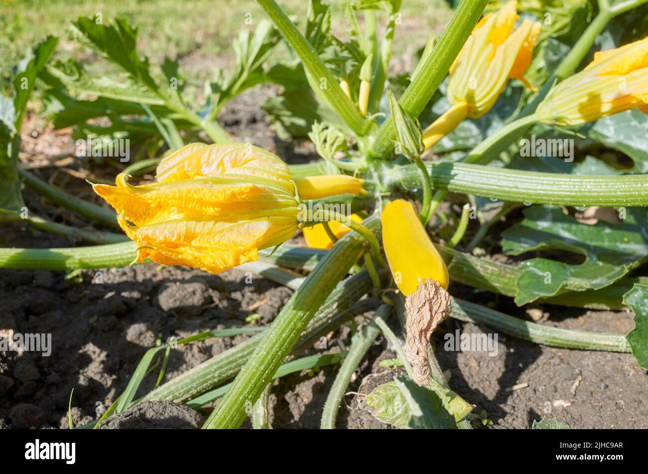Bio-goldene Zucchini-Pflanze mit Blumen und Früchten, selektiver Fokus. Stockfoto