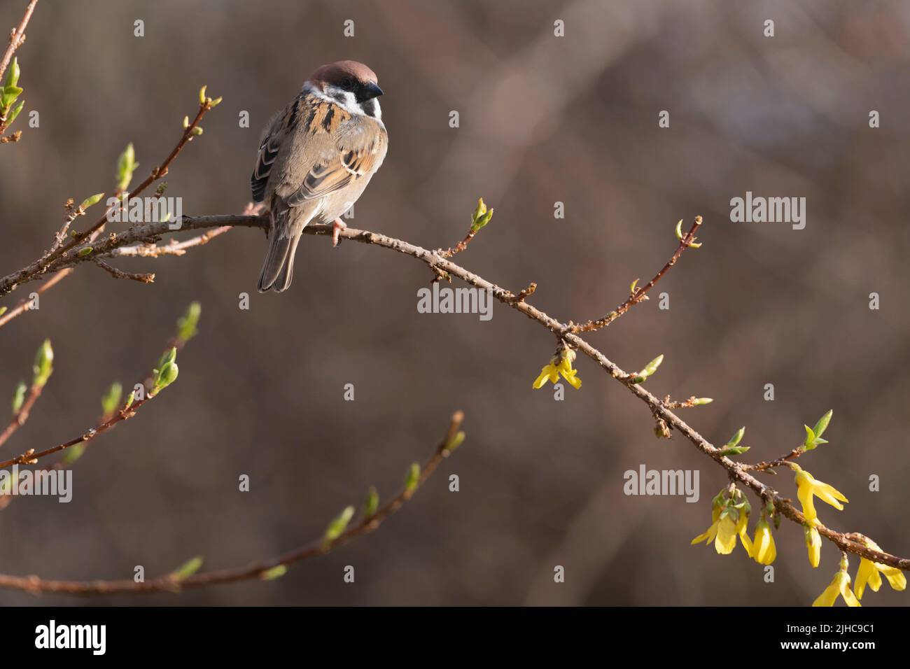 Ein Baumsparrow (Passer Montanus) auf einem Forsythia-Zweig im Frühling mit Blumen und Knospen sichtbar Stockfoto