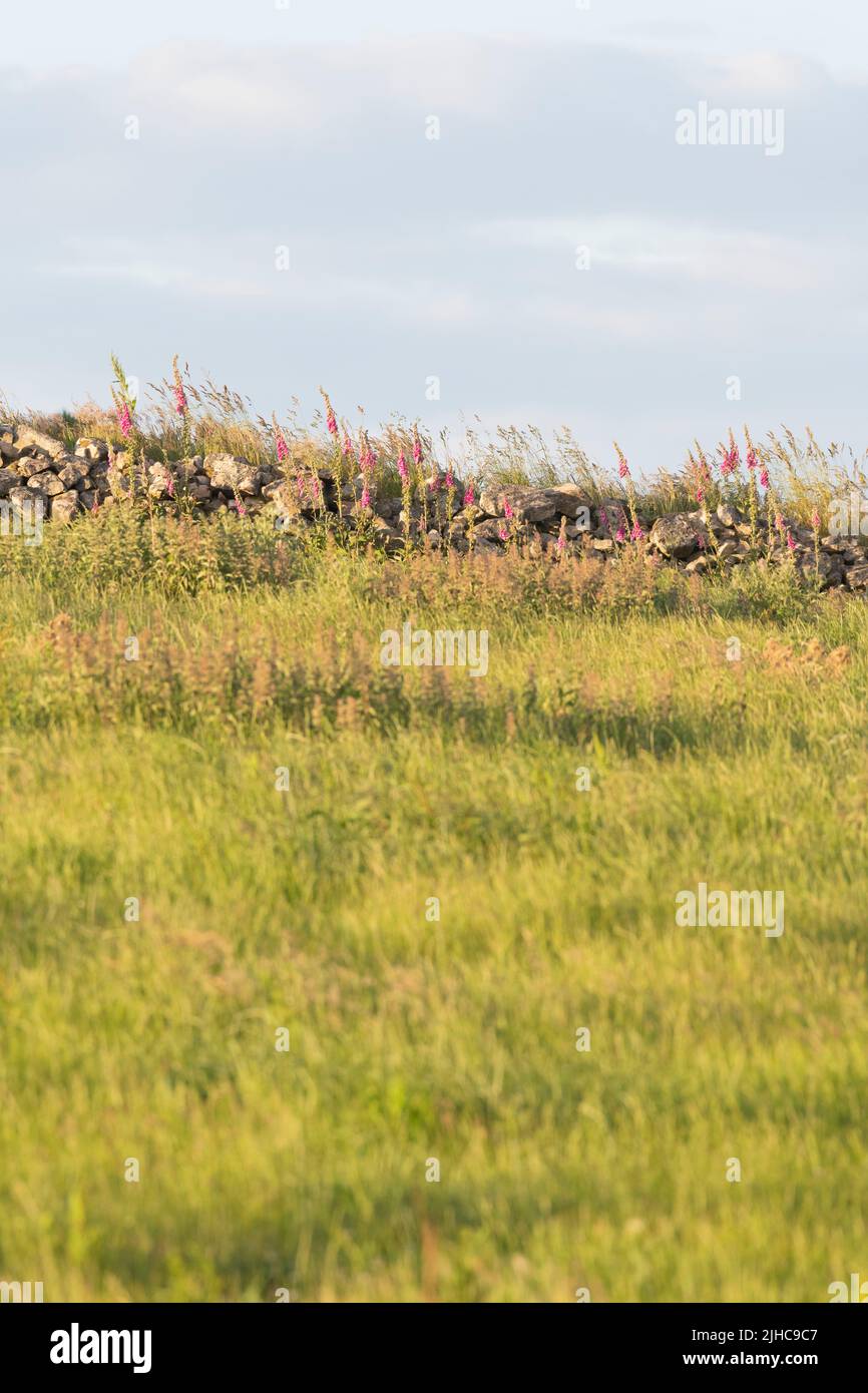 Füchshandschuhe (Digitalis Purpurea) mit einer Vielzahl von Wildblumen und Gräsern wachsen im Shelter of Dry Stone Walling am Rande der rauen Weide Stockfoto