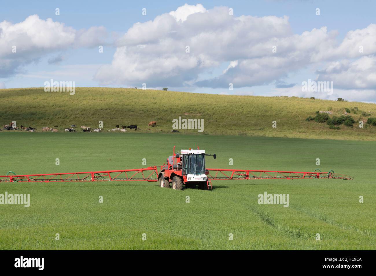 Ein selbstfahrender Bateman-Sprüher mit Sprühboom Extended, der im Sommer in einem Getreidefeld eingesetzt wird Stockfoto