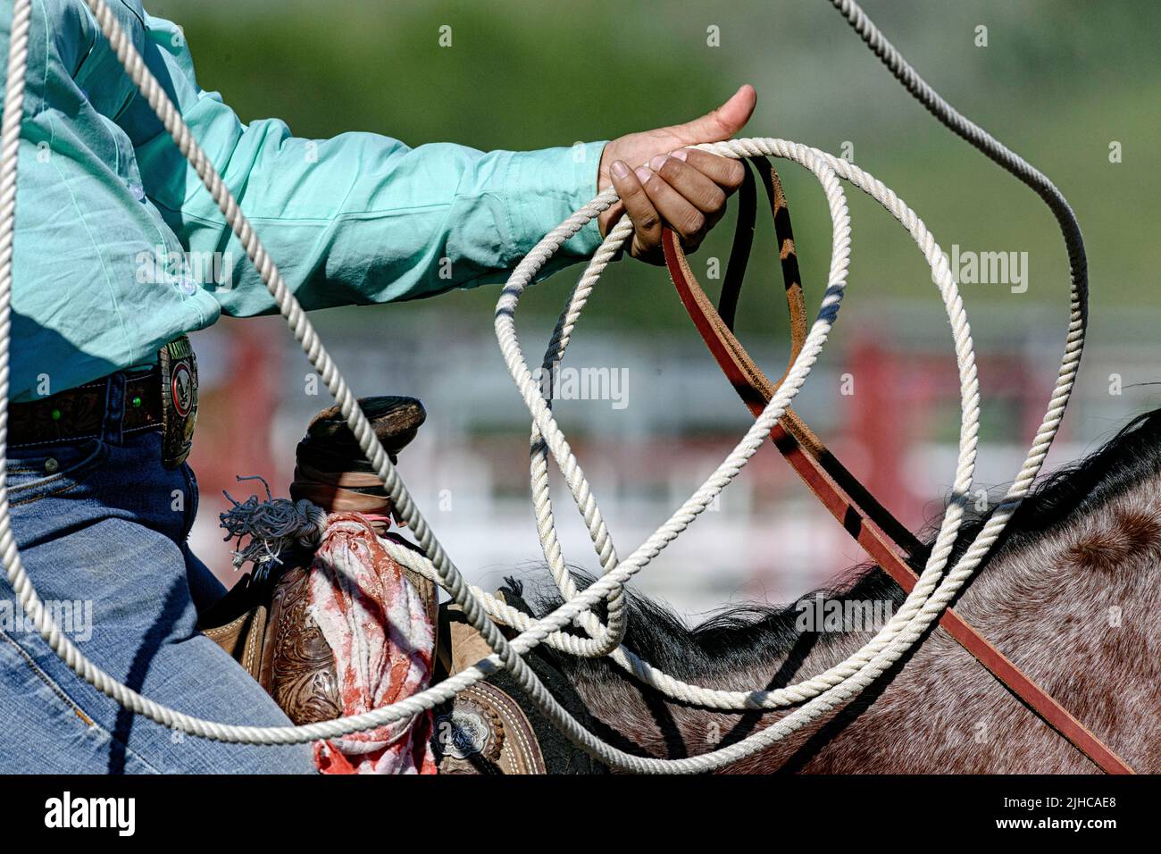 Eine Indianerin, die beim Standoff Rodeo in Alberta, Kanada, ein Lariat verwendet, um ein Kalb zu seilen Stockfoto