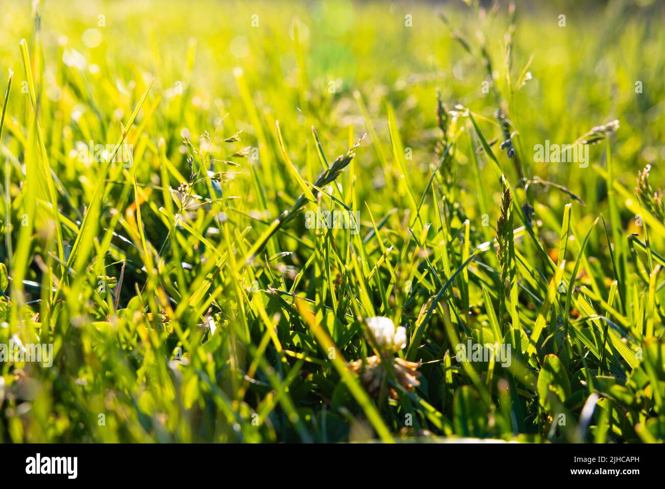 Vollformat-Hintergrundbild mit Gräsern oder Ernten. Konzept der CO2-Netto-Null- oder CO2-Neutralität. Selektiver Fokus. Stockfoto