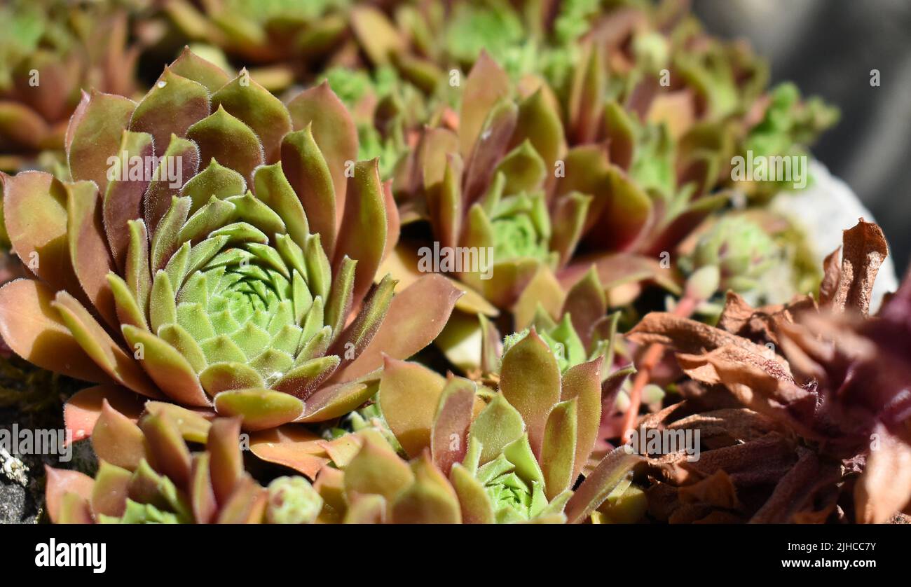 Sempervivum montanum im hellen täglichen Sonnenlicht, beste Pflanzen für Wärme, Speichern von Wasser Stockfoto