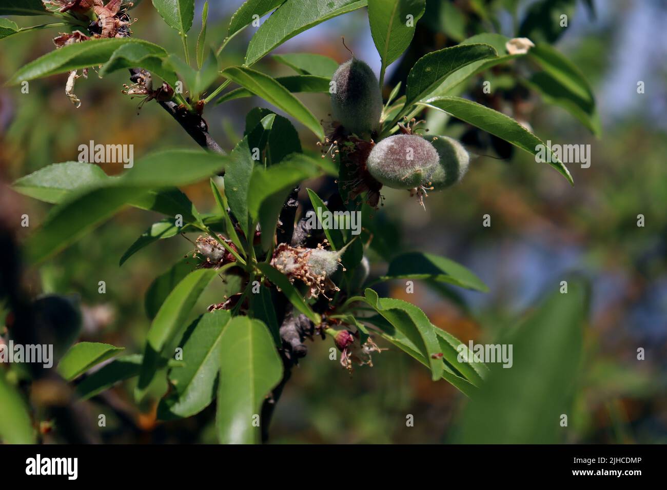 Ein geheimnisvoller Obstbaum, der am Ufer des San Joaquin River im