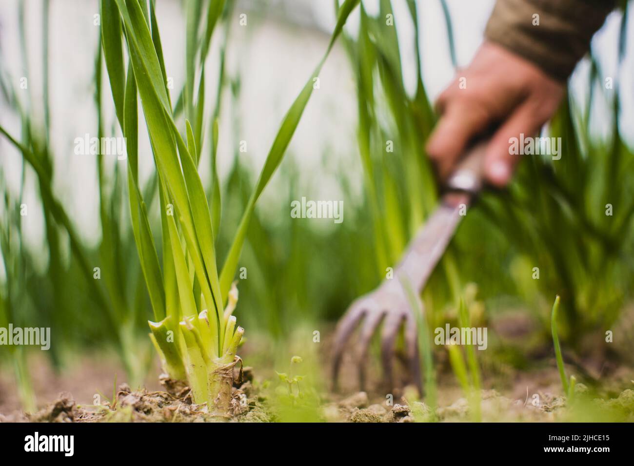 Unkrautgewächse mit landwirtschaftlichen Pflanzen, die im Garten