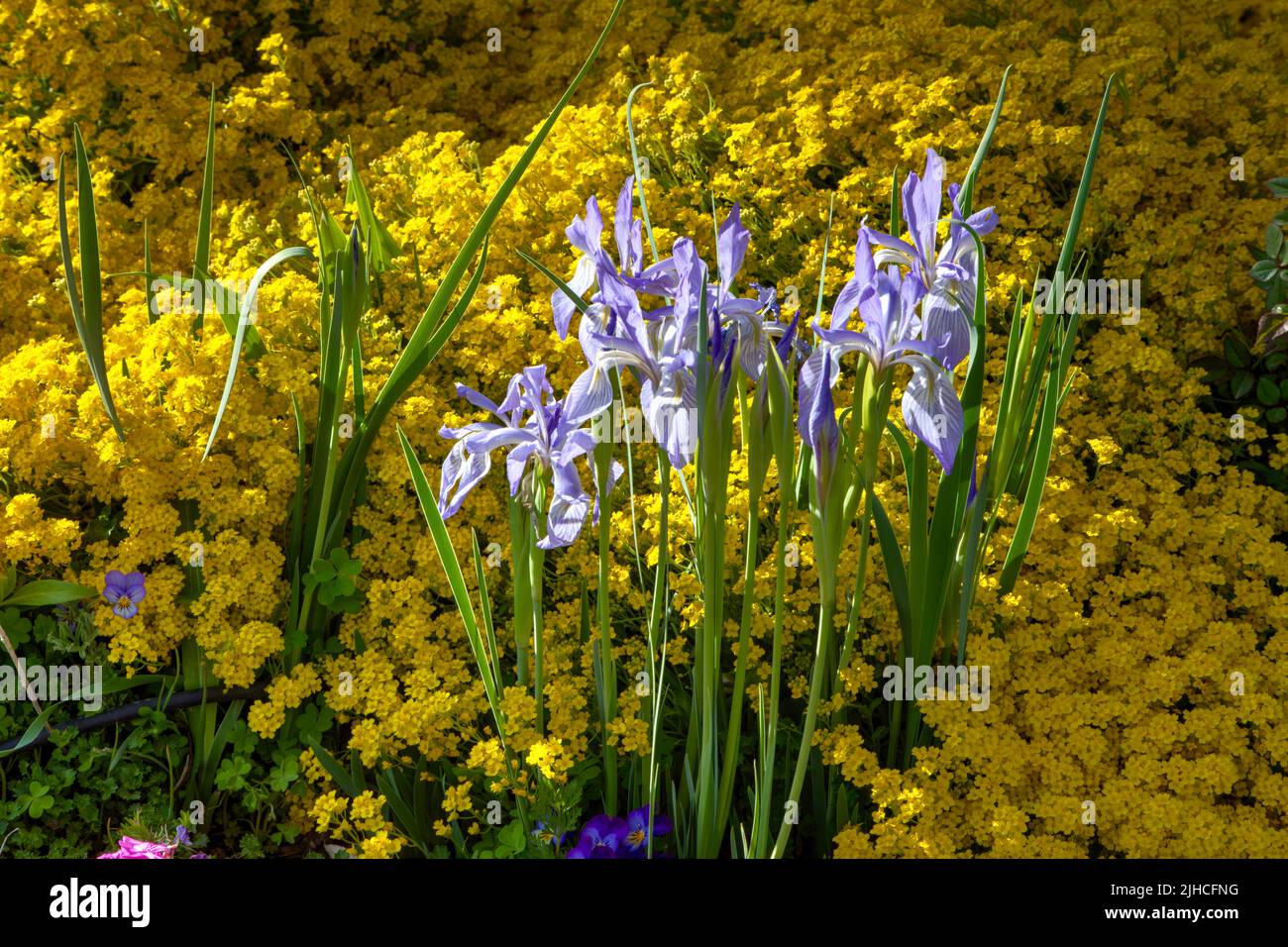 Iris missouriensis ist im späten Nachmittagslicht von einem Korb aus Gold umgeben. Stockfoto