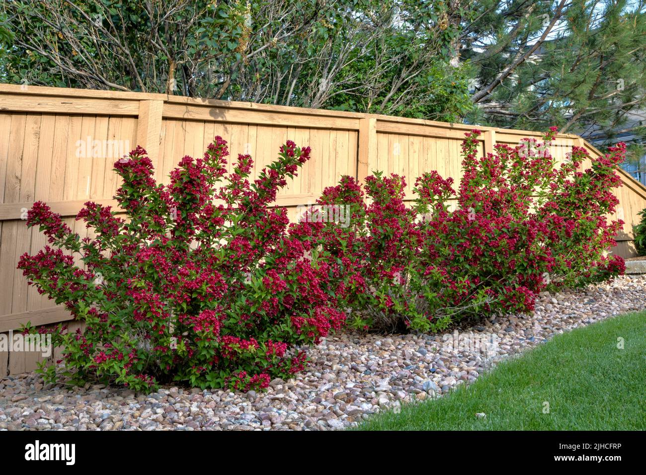 Rote Prinz Weigela Sträucher in voller Blüte im Frühsommer. Stockfoto