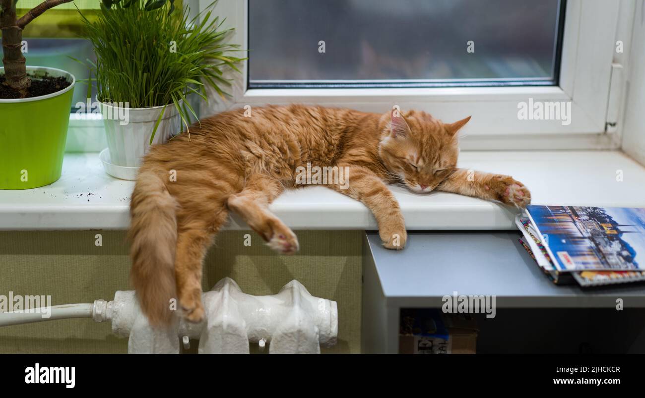 Porträt einer schlafenden Ingwerkatze in Nahaufnahme. Die rote Katze dötzt auf der Fensterbank. Stockfoto