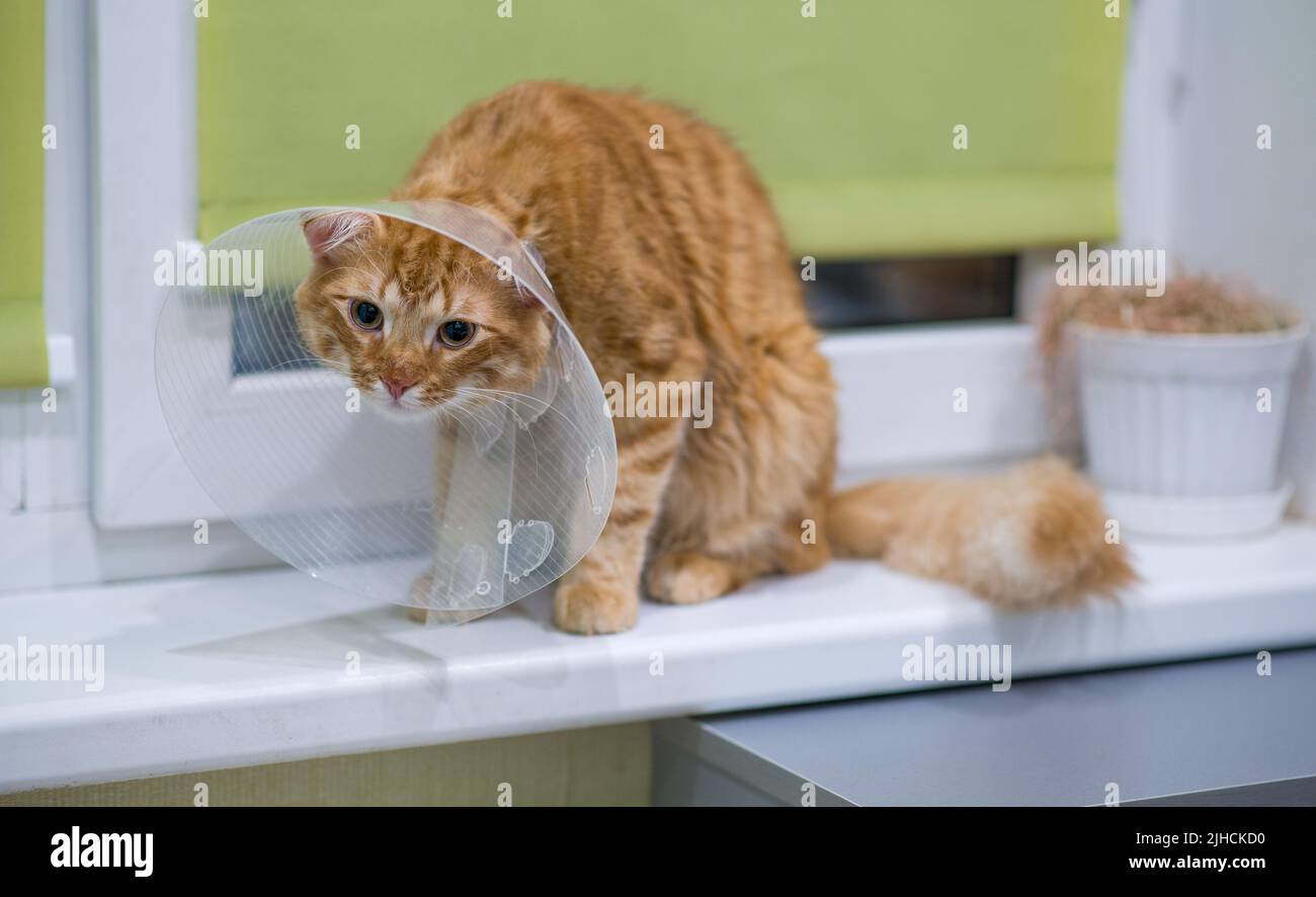 Traurige rote Katze nach der Sterilisation. Traurige Katze sitzt nach der Kastration auf dem
