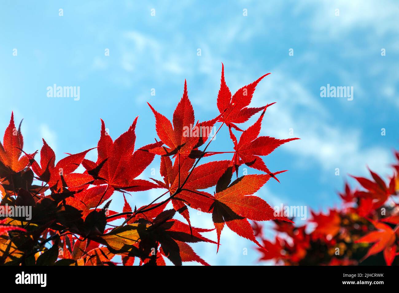 Blätter eines roten Ahornbaums gegen blauen Himmel (West Ham Park, Newham, London, UK) Stockfoto