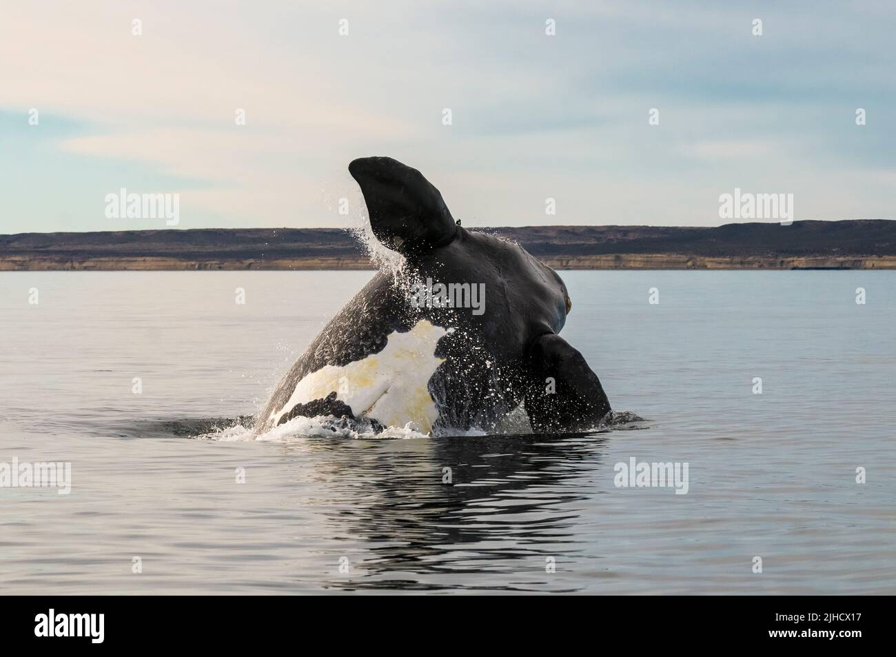 Südlicher rechter Walsprung, Halbinsel Valdes, UNESCO-Weltkulturerbe, Patagonien, Argentinien. Stockfoto
