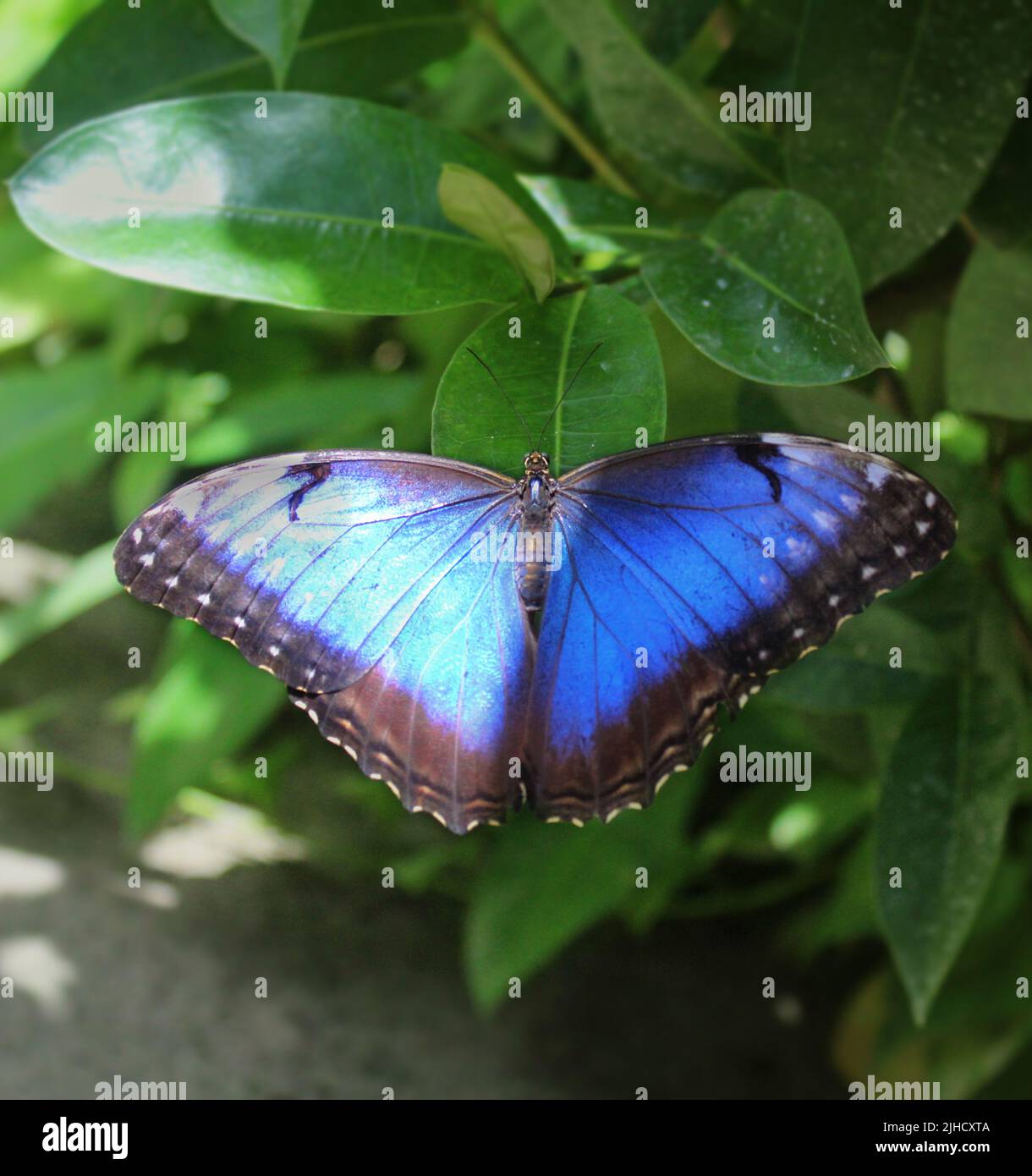 Blauen Morpho Schmetterling Stockfoto