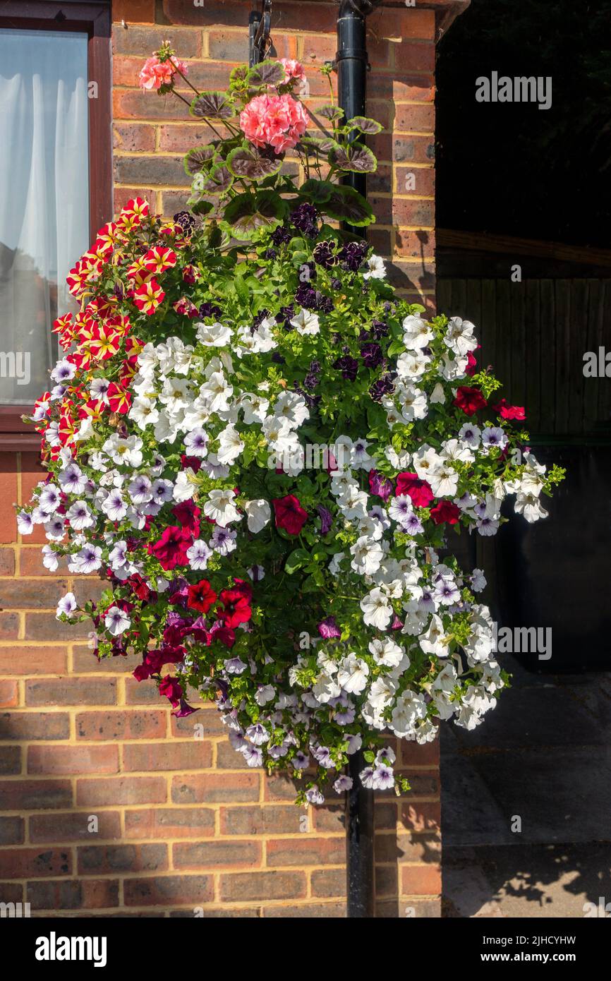 Großer Hängekorb, volle Blüte, Petunias, Großbritannien Stockfoto