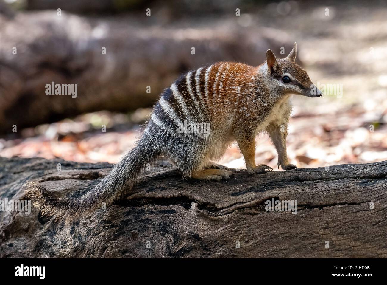 Australischer Numbat ruht auf Protokoll Stockfoto