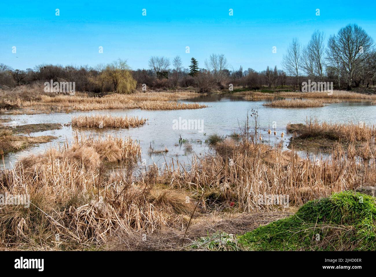 HAJDUCICA, BANAT, SERBIEN - 19. FEBRUAR 2014. Die natürliche Landschaft, Blick auf die Salzwiese in der Nähe des Dorfes von Chajducica, Banat, Serbien. Stockfoto