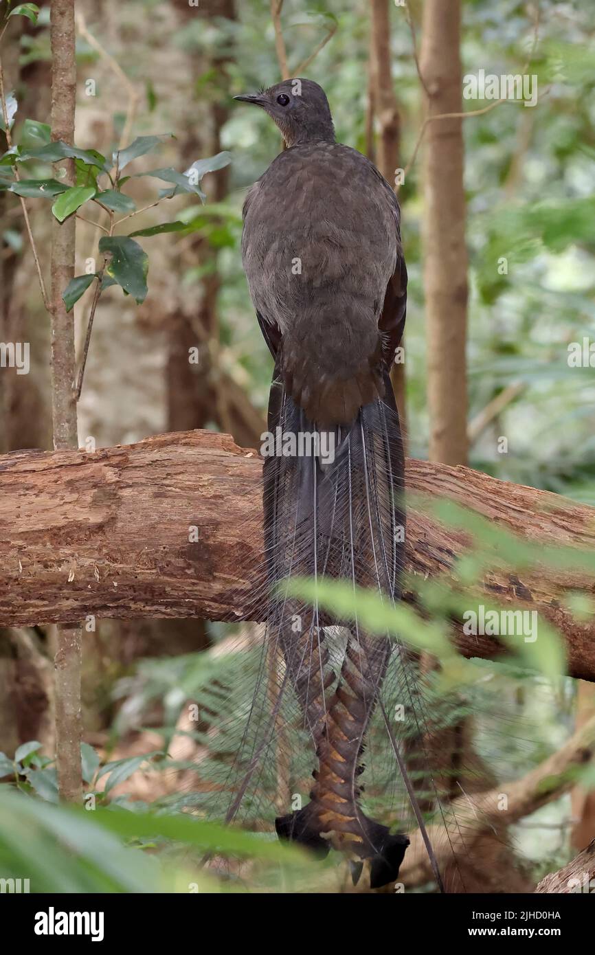 Der herrliche Lyrebird thront auf dem Baumstamm im östlichen australischen Regenwald Stockfoto