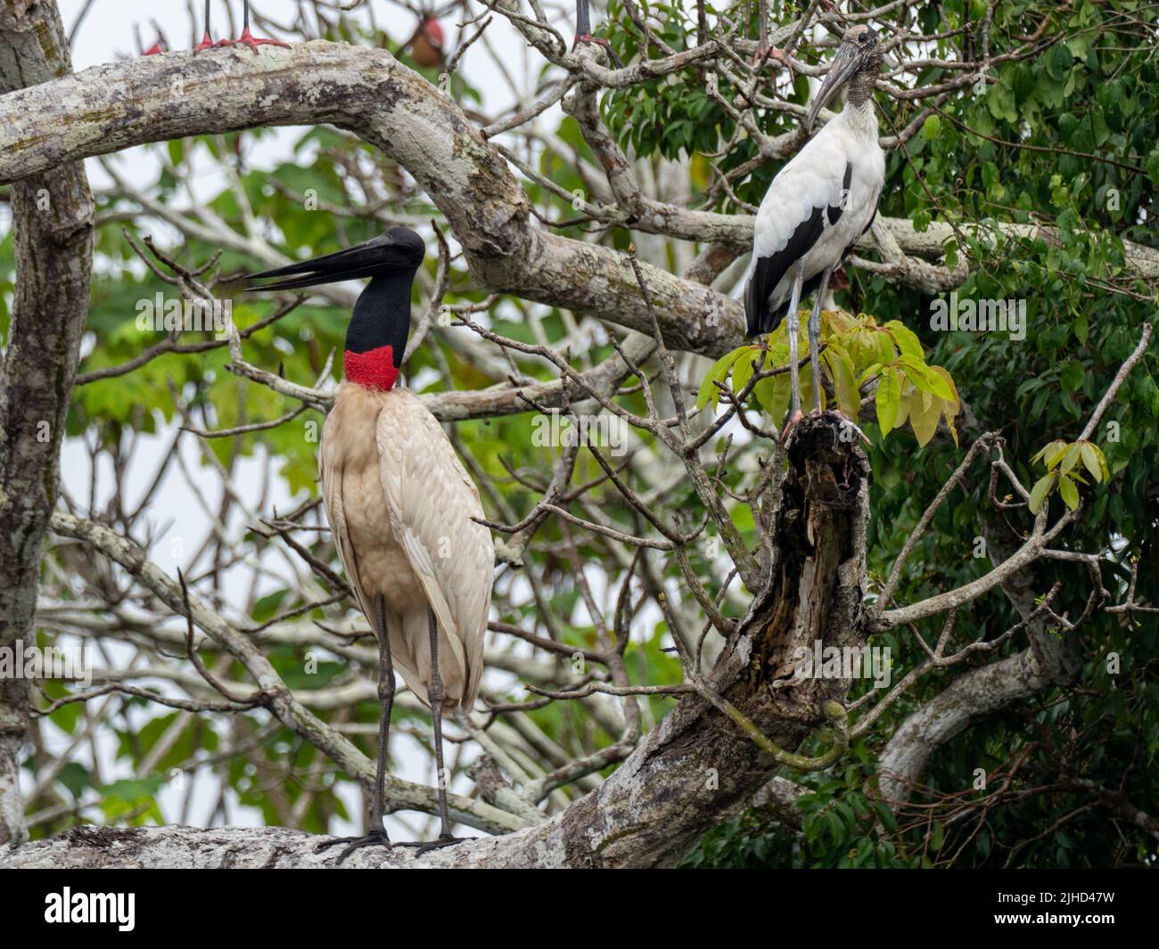 Jabiru, Jabiru mycteria, ein Riesenstorch zusammen mit Holzstorch, Mycteria americana, oberer Amazonas von Peru Stockfoto