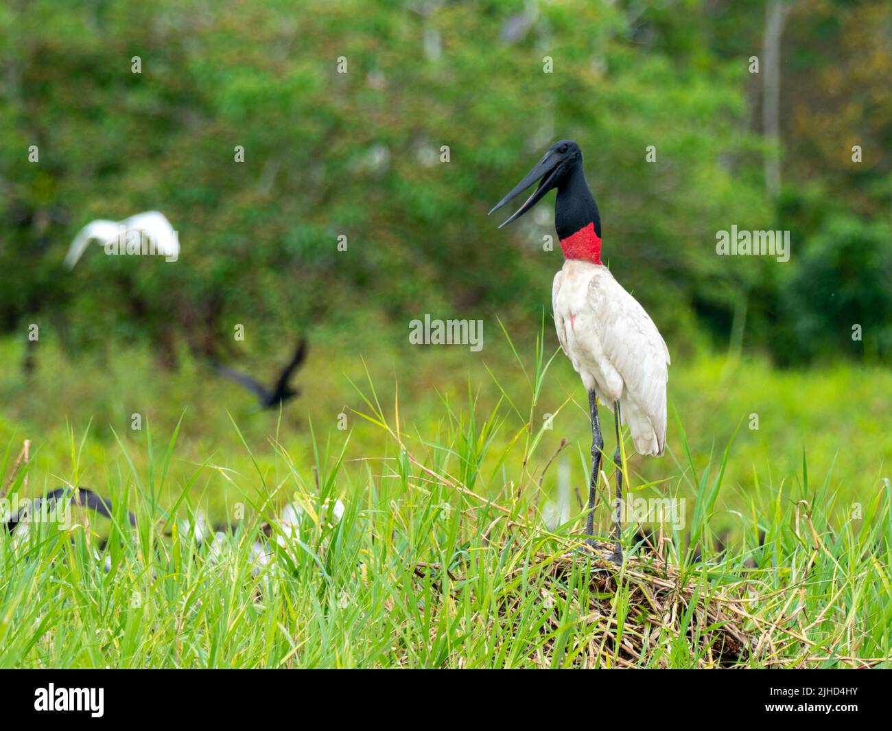 Jabiru, Jabiru mycteria, ein Riesenstorch, der sich im oberen Amazonas von Peru von Fischen ernährt Stockfoto