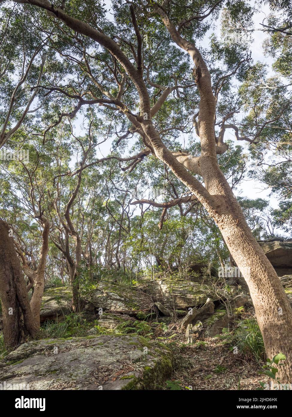 Ein Sydney Red Gum (Angophora costata) im trockenen Eukalyptuswald im Royal National Park in der Nähe von Otford. Stockfoto