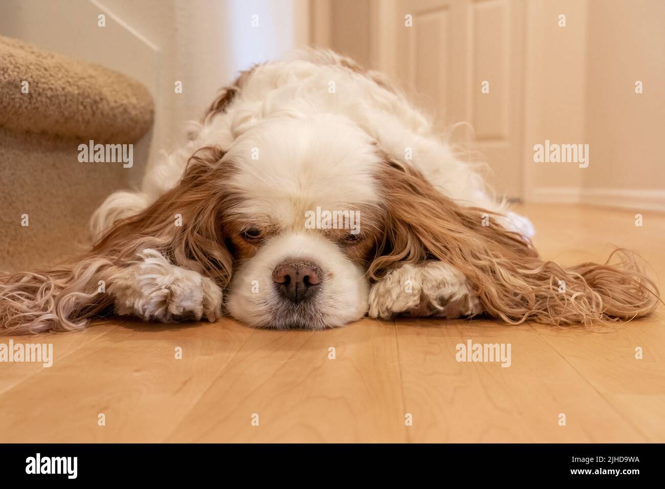 Issaquah, Washington, USA. Cavalier King Charles Spaniel, Mandy, auf einem Hartholzboden liegend und sehr erloschend Stockfoto