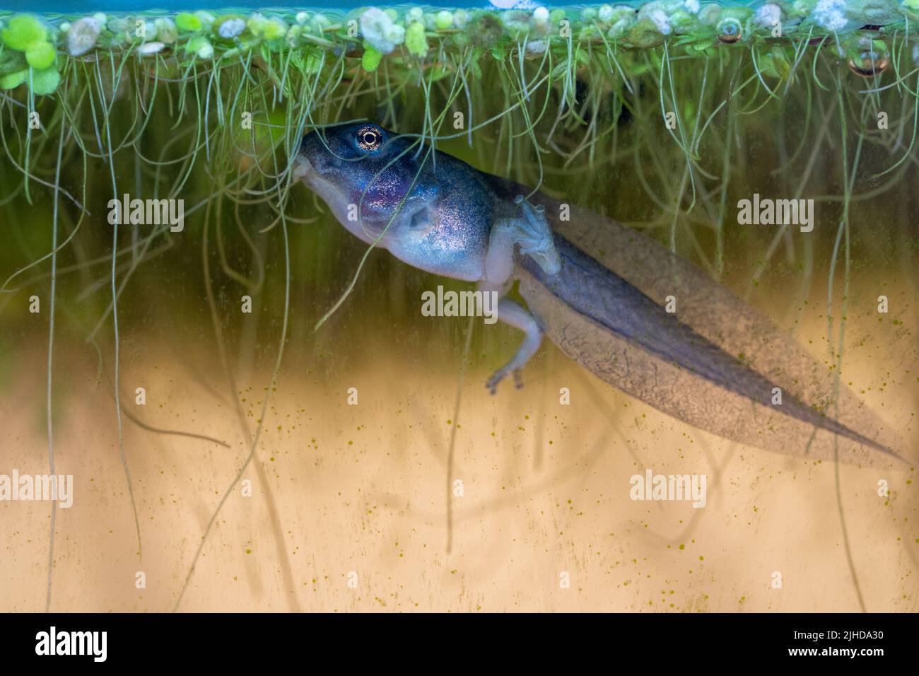 Issaquah, WA, USA. Pacific Tree Frog Kaulquappe mit Hinterbeinen, die Entenkraut in einem Aquarium fressen. Stockfoto