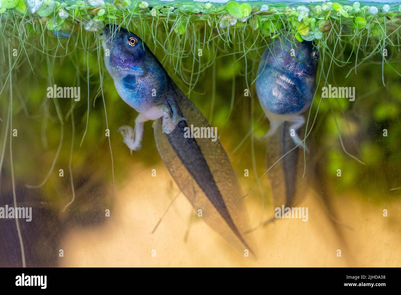 Issaquah, WA, USA. Pacific Tree Frog Kaulquappen mit Hinterbeinen, die in einem Aquarium Entenkraut fressen. Stockfoto