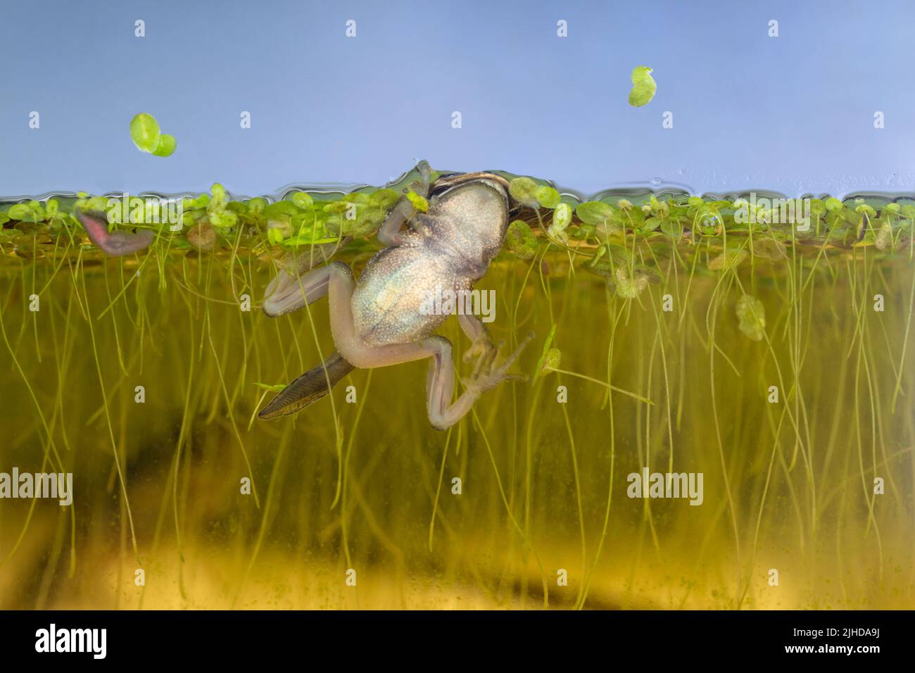 Issaquah, Washington, USA. Pacific Tree Frog Froglet versucht, irgendwo zu erreichen, um auf dem Wasser zu ruhen, wo es Luft atmen kann, in einem Aquarium. Stockfoto