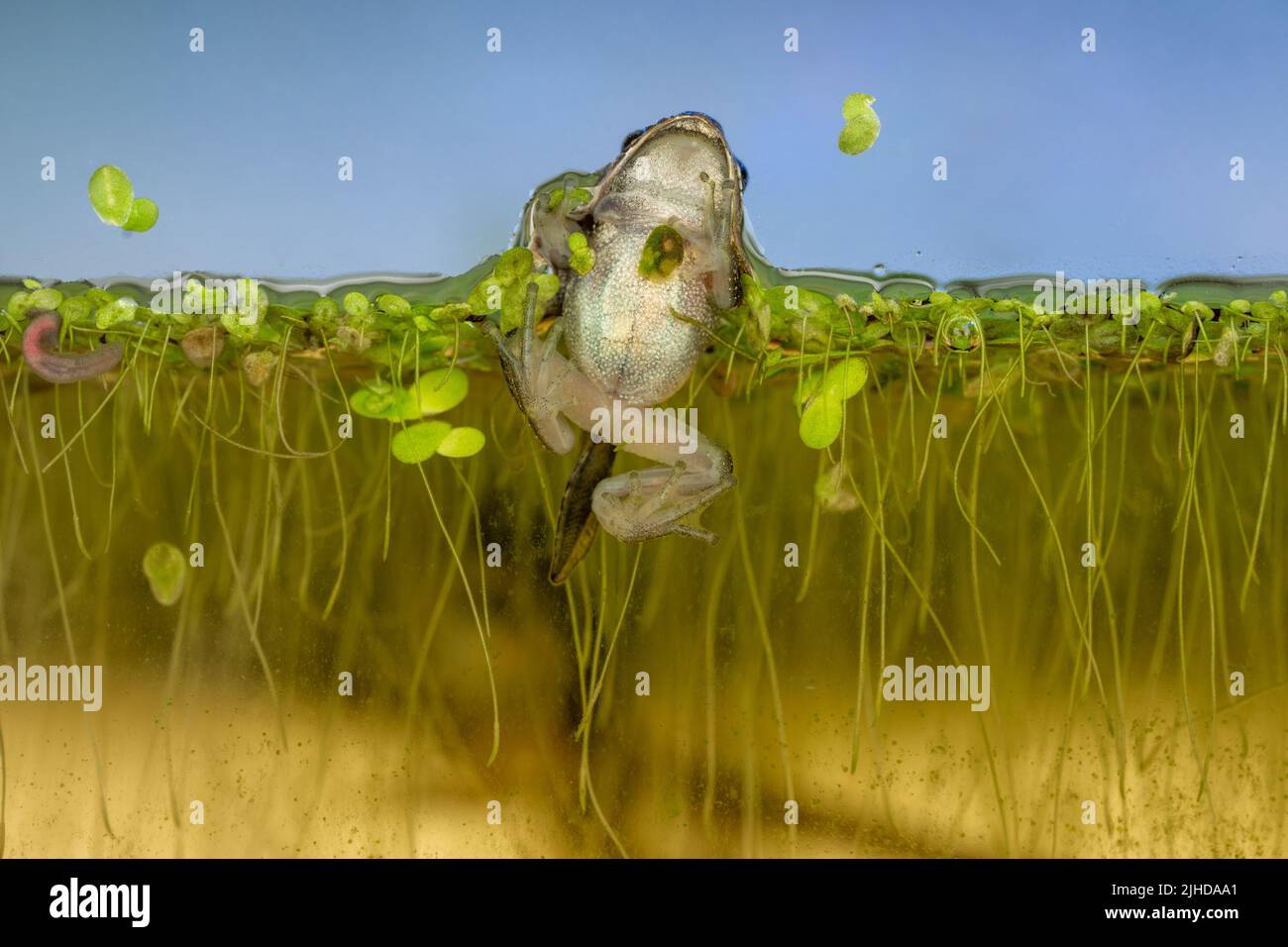 Issaquah, Washington, USA. Pacific Tree Frog Froglet versucht, irgendwo zu erreichen, um auf dem Wasser zu ruhen, wo es Luft atmen kann, in einem Aquarium. Stockfoto