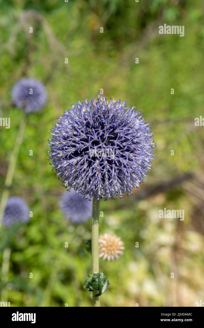 Echinops blüht im Sommer im Garten. Blaue kugelförmige Blütenköpfe von Kugeldisteln. Stockfoto