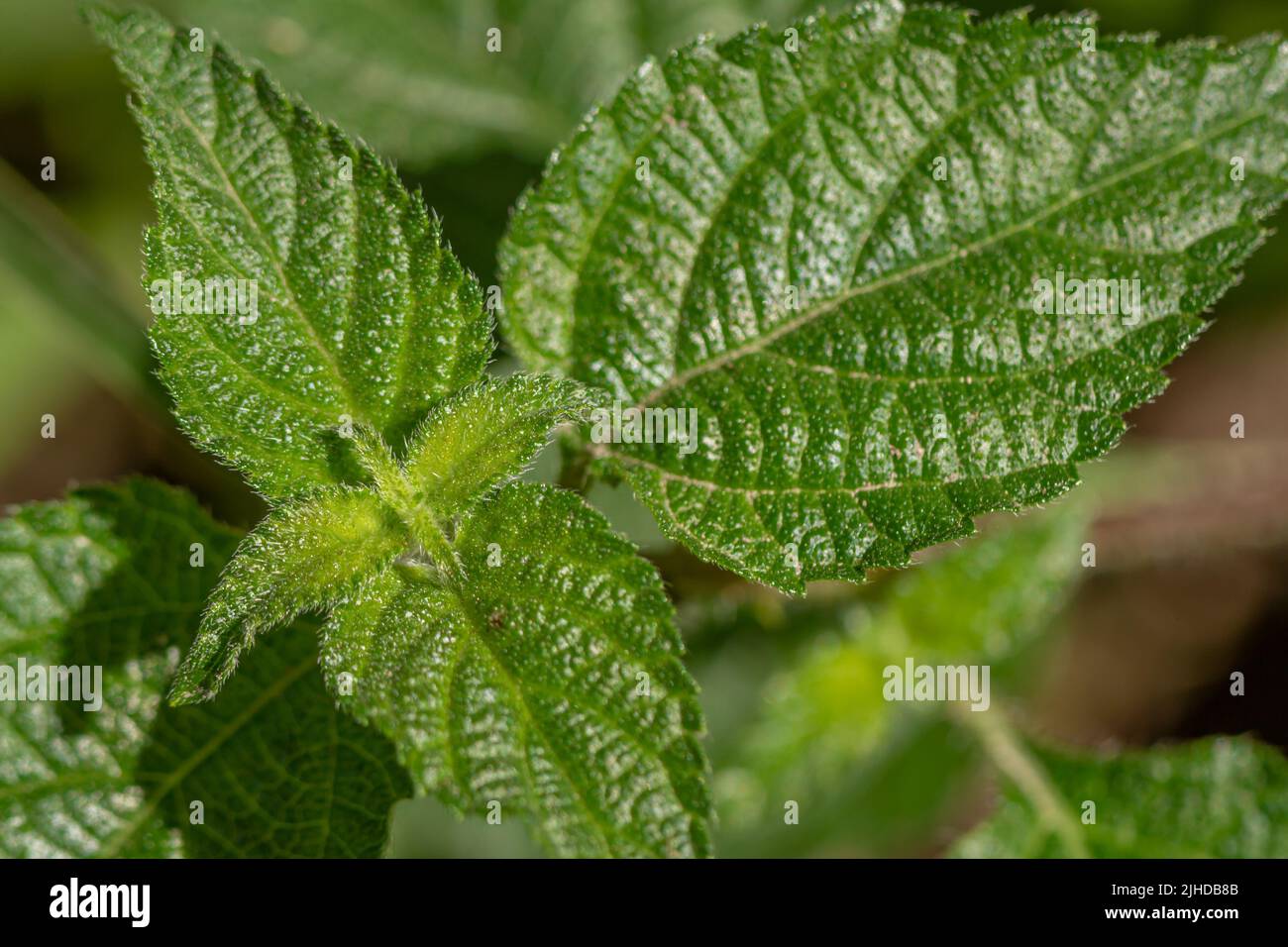 Die Blätter der lantana Camara Pflanze, herzförmige Blätter mit einer rauen Textur, die natürliche Vegetation der Berge, die Luft ist kühl Stockfoto