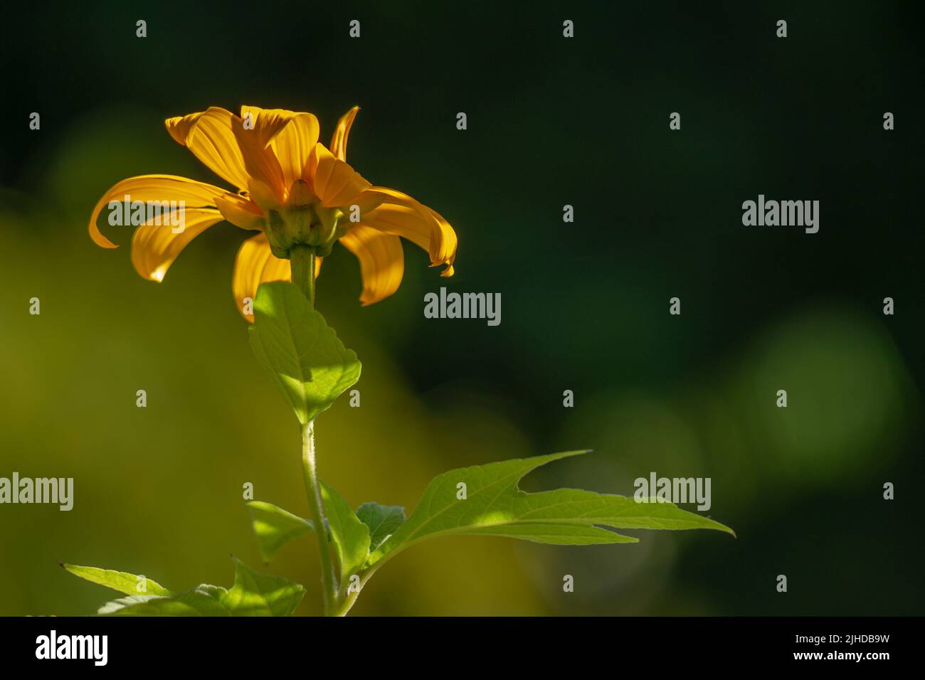 Die mexikanischen Sonnenblumenblüten sind rund in gelb, und die Blätter sind grün in Form eines Fingers. Ländliche Natur Vegetation im Hochland Stockfoto