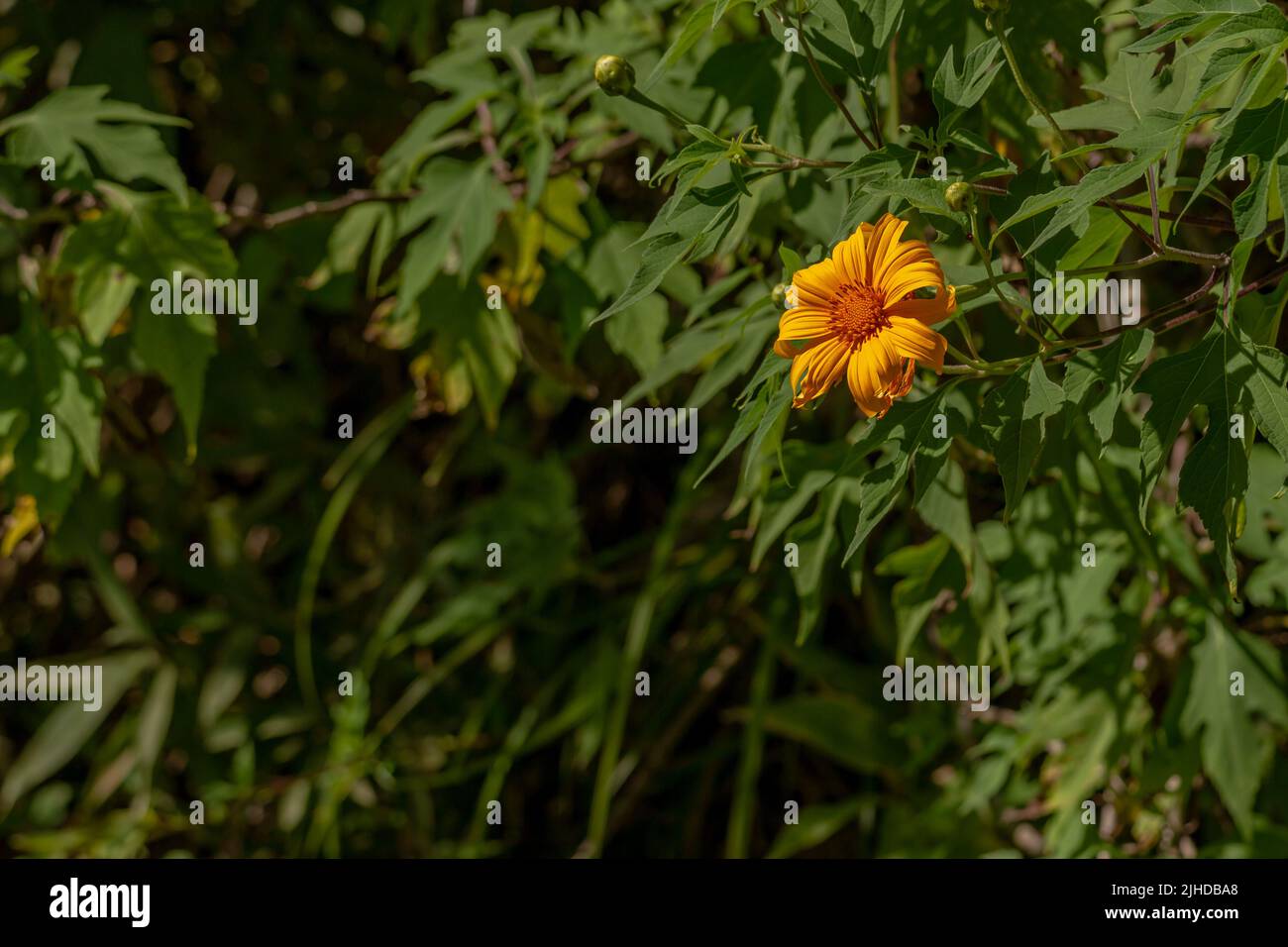 Die mexikanischen Sonnenblumenblüten sind rund in gelb, und die Blätter sind grün in Form eines Fingers. Ländliche Natur Vegetation im Hochland Stockfoto