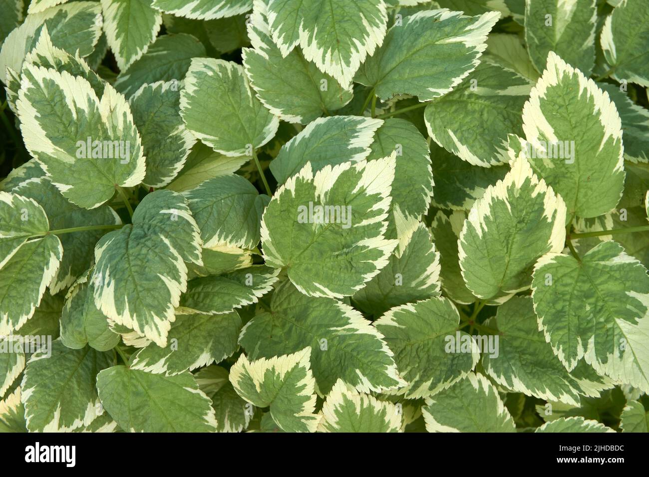 Nahaufnahme der Blätter einer grünen und weißen Hosta-Pflanze, die ein abstraktes Design bildet Stockfoto