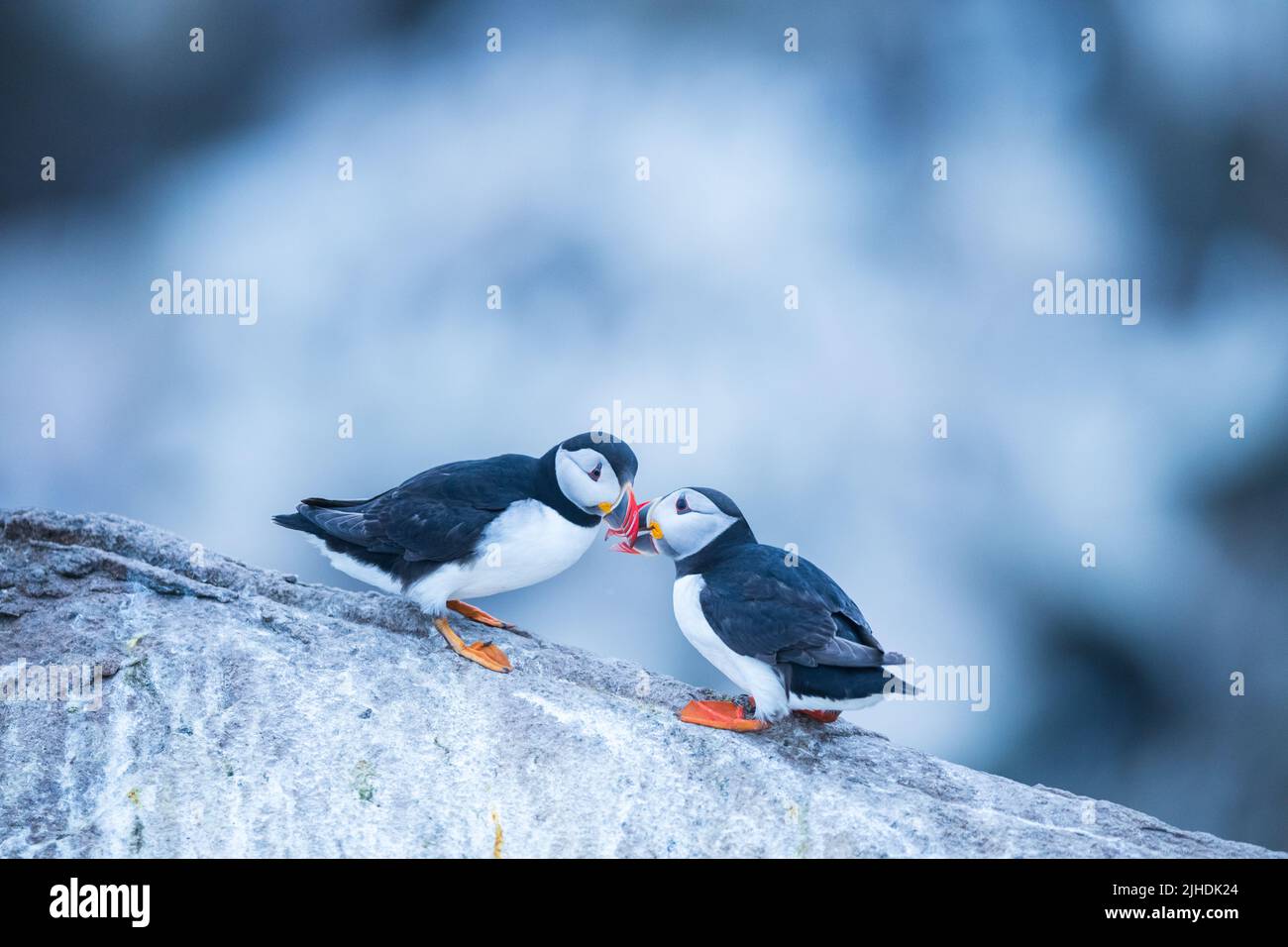 Balzverhalten von zwei Papageitauchern, Saltee Island, Irland Stockfoto