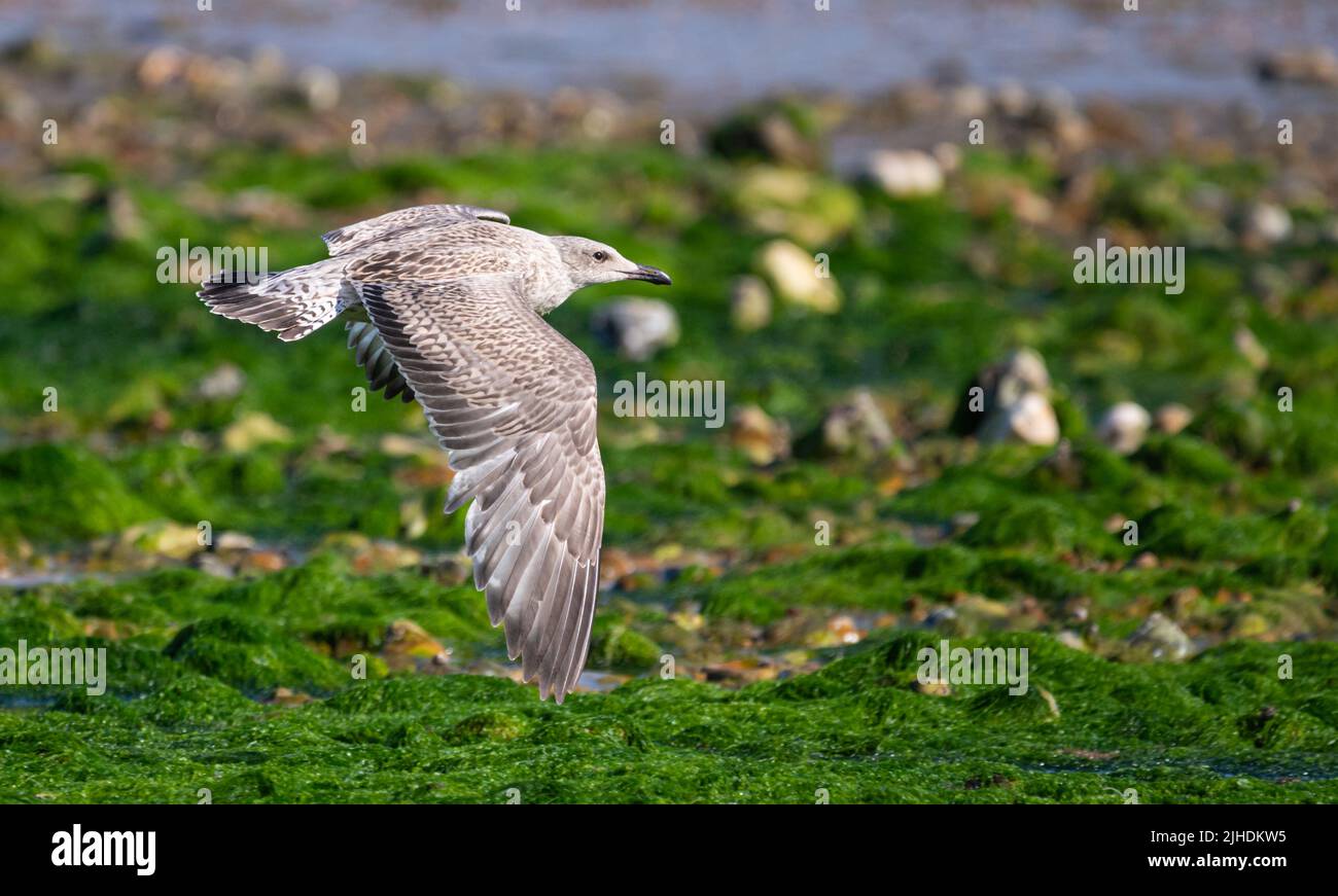 Juvenile Heringsmöwe (Larus argentatus), die im Sommer, UK, sehr tief mit Flügeln über einen Strand gestreckt fliegt. Stockfoto