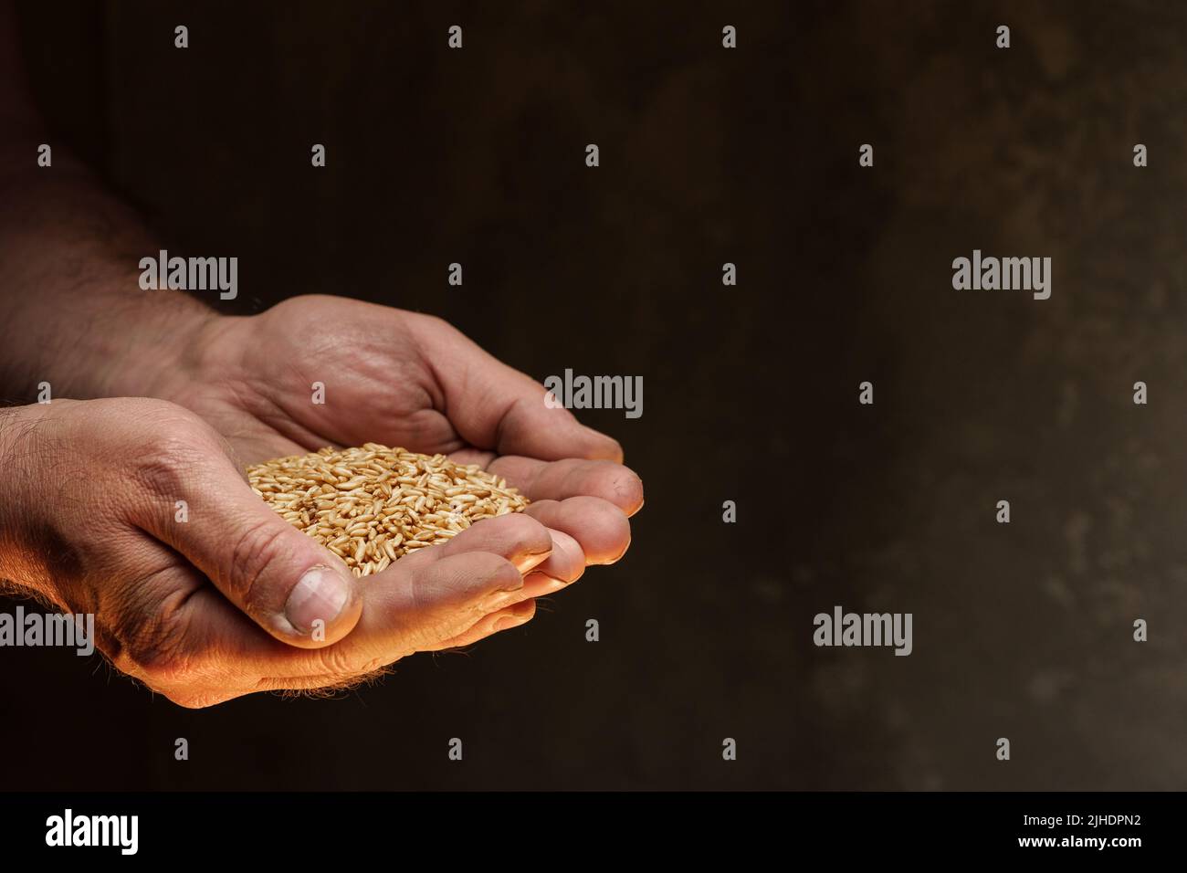 Nahaufnahme der männlichen Hände, die eine kleine Menge Weizenkerne halten. Mangel an Nahrung und Hunger-Konzept Stockfoto