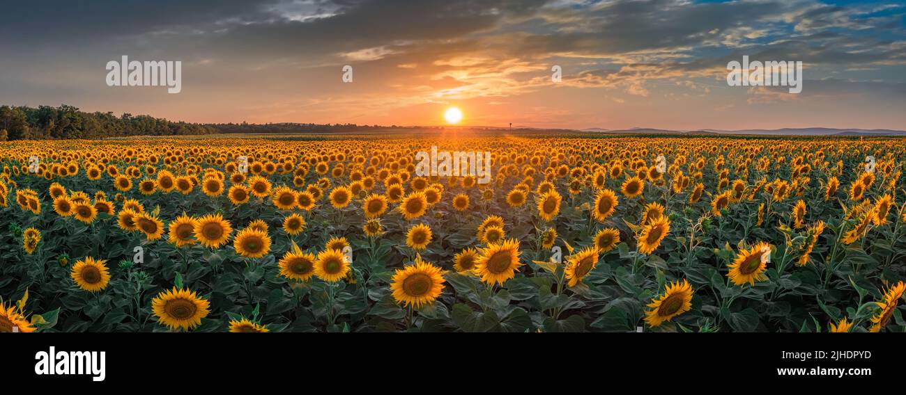 Balatonfuzfo, Ungarn - Luftpanorama auf ein schönes Sonnenblumenfeld im Sommer mit warmem Sonnenschein, bunten Wolken und Himmel in der Nähe des Balatsees Stockfoto