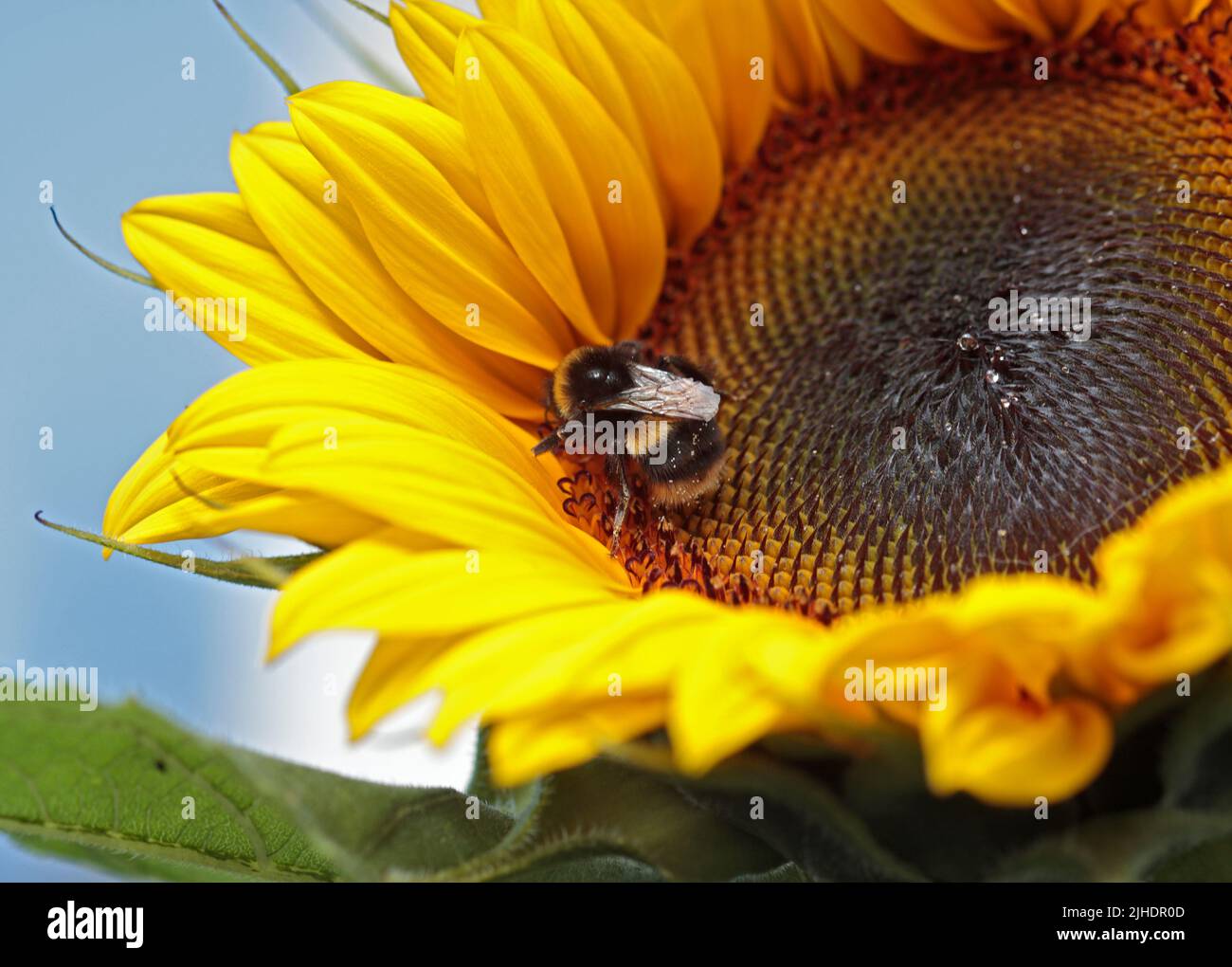 Bumbe Bee auf Sunflower Elite Sun F1, Wales Stockfoto