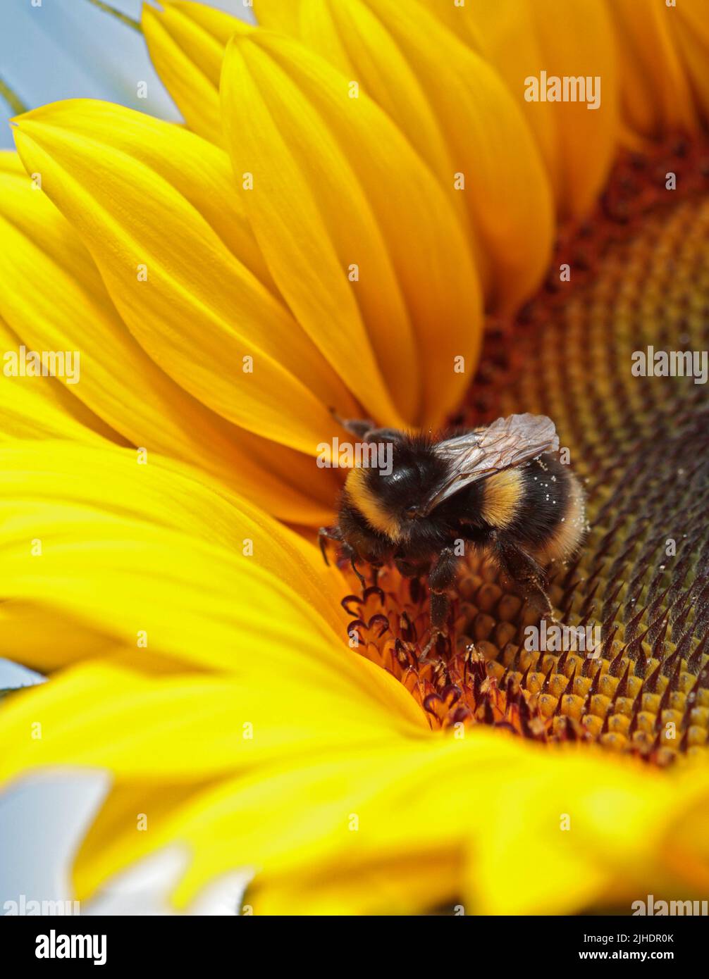 Bumbe Bee auf Sunflower Elite Sun F1, Wales Stockfoto