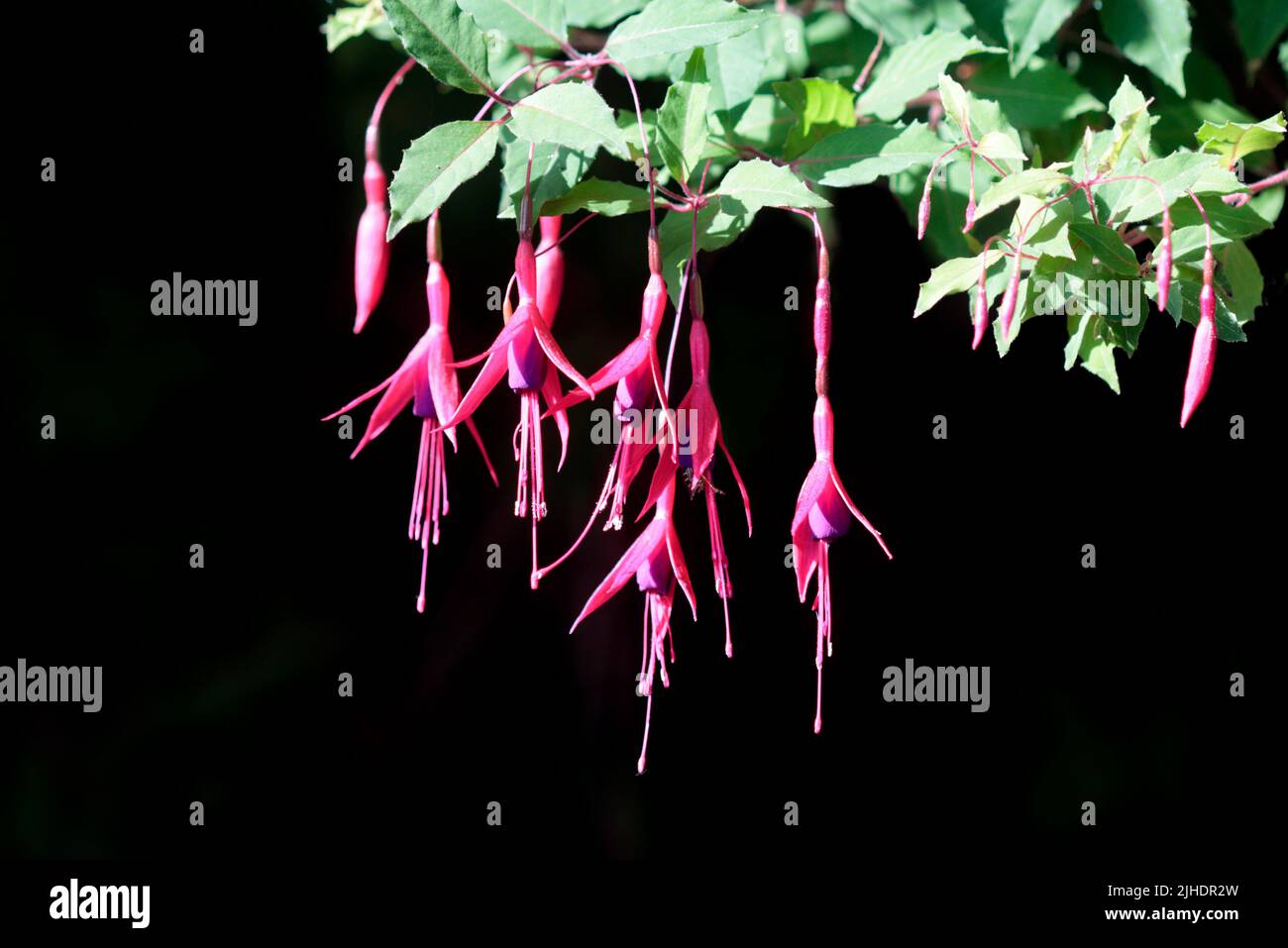 Pink Fuchsia, Wales Stockfoto