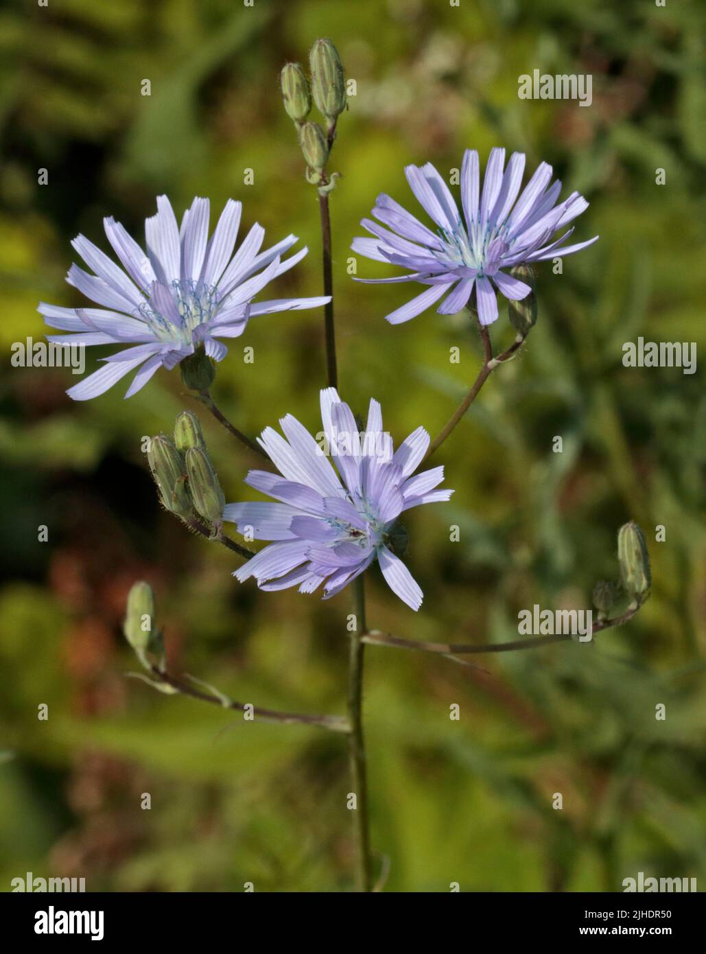 Wild Chicory, Wales Stockfoto