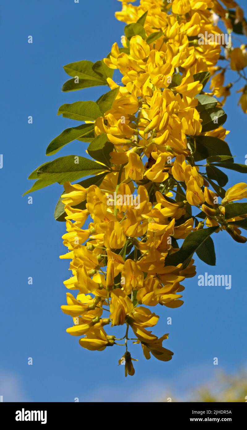 Laburnum Blossom, Wales Stockfoto