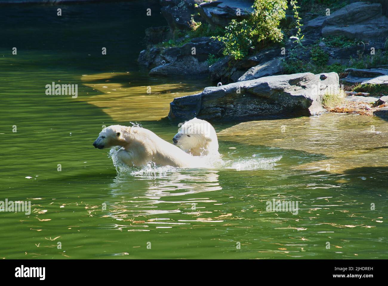 Eisbärmutter spielt mit Eisbärenjungen im Wasser. Weißes Fell des großen Raubtieres. Säugetierfoto Stockfoto
