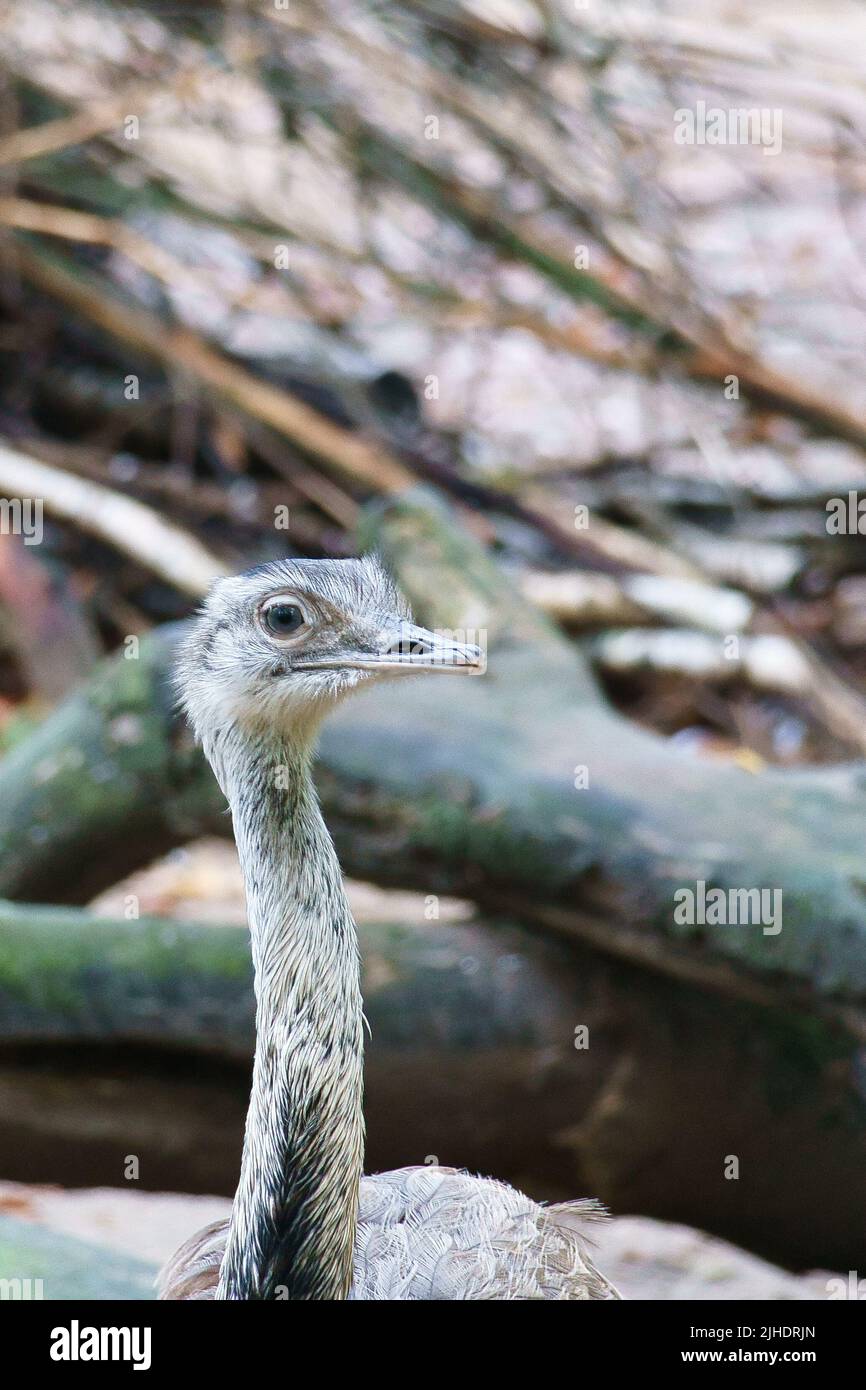 Vogel-Strauß mit lustiger Optik. Großer Vogel aus Afrika. Langer Hals und lange Wimpern. Lustiges Tierfoto Stockfoto