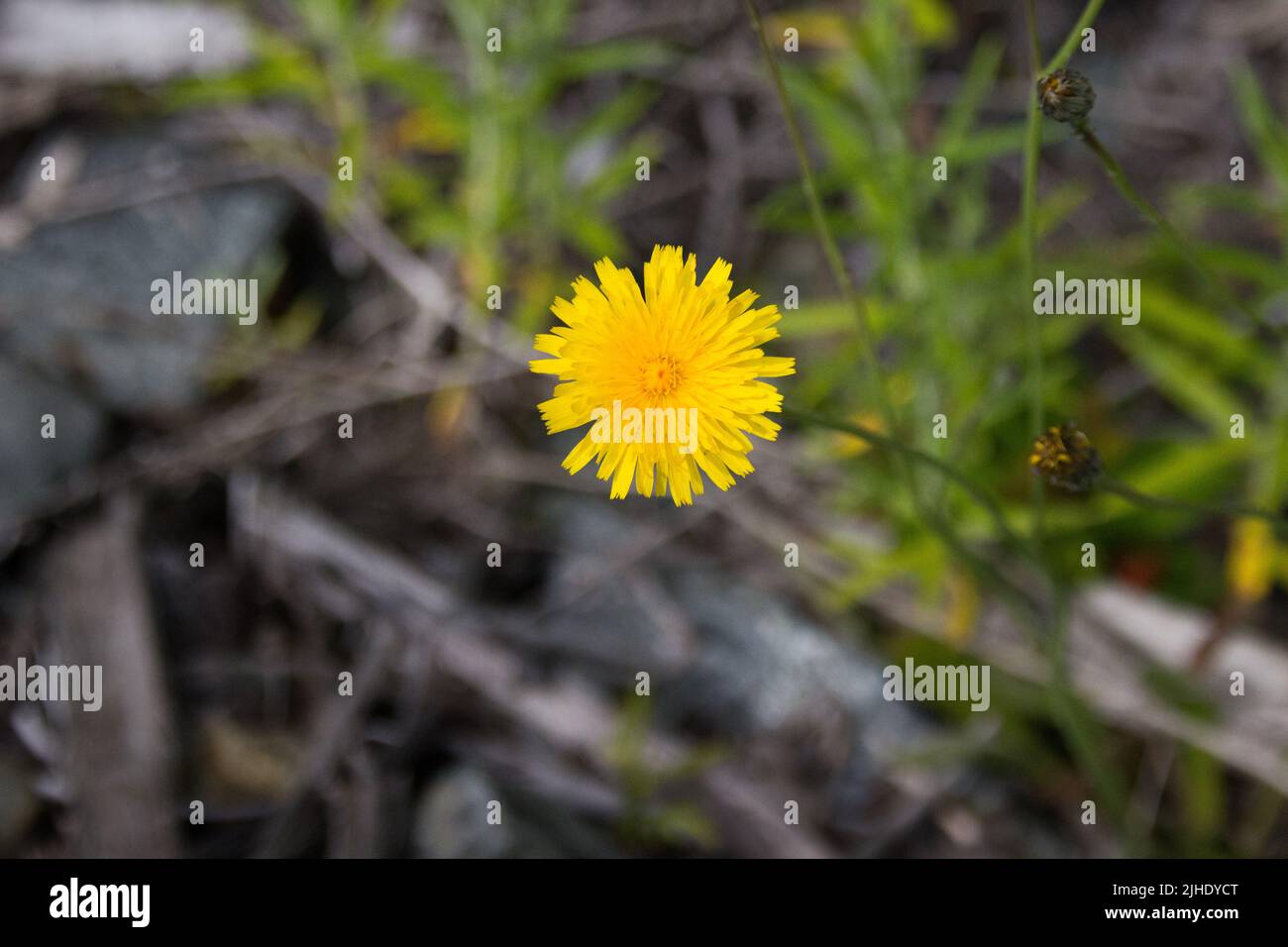 Löwenzahn (Taraxacum Officinale) Stockfoto