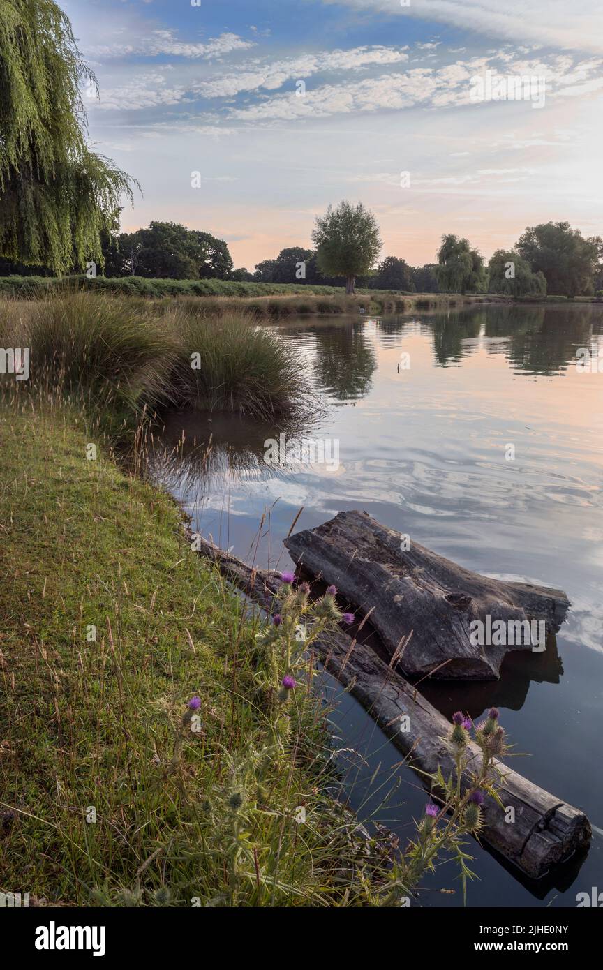 Scharfer Fischschreck der Graureiher watend durch seichtes Wasser Stockfoto